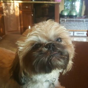 Meet your Posher, Sam